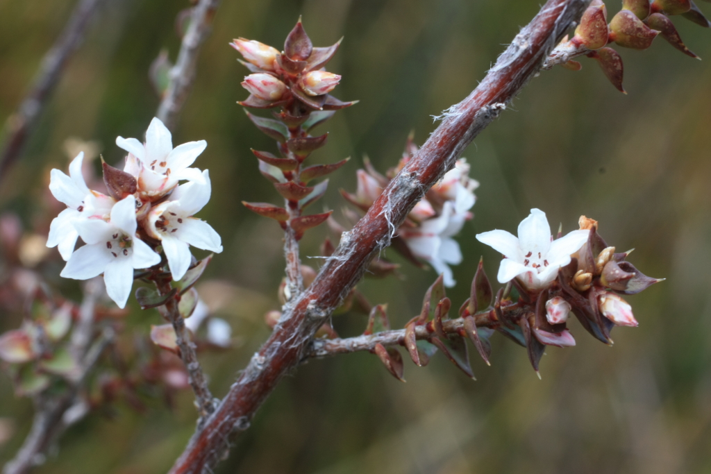 Epacris gunnii (hero image)