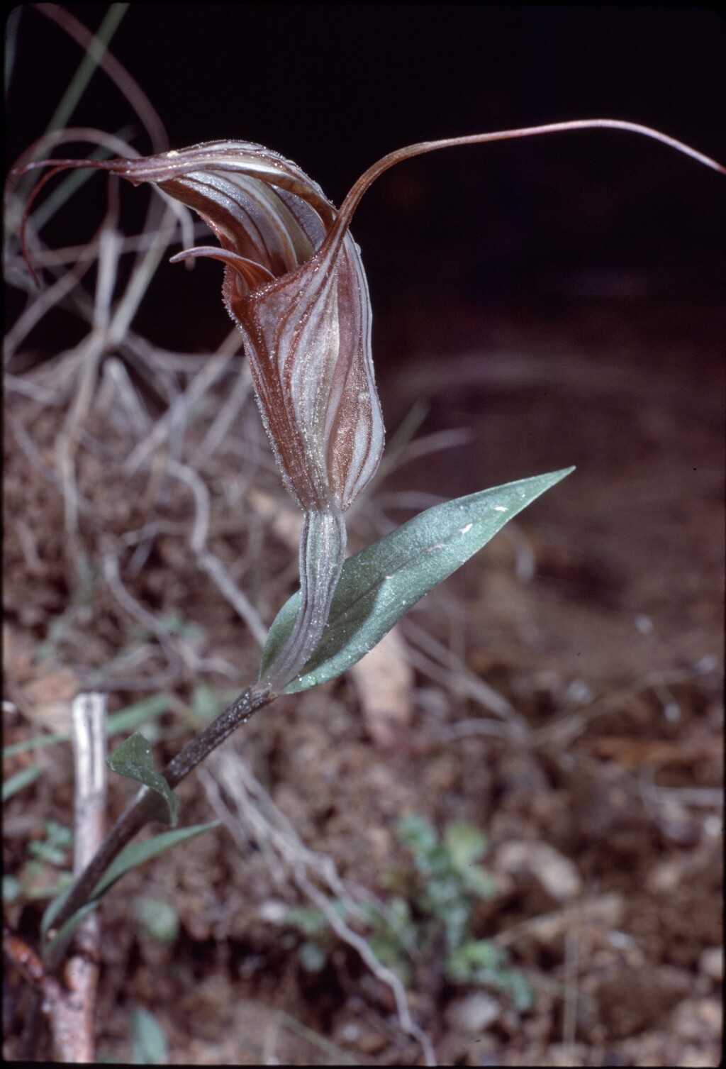 Pterostylis coccina (hero image)