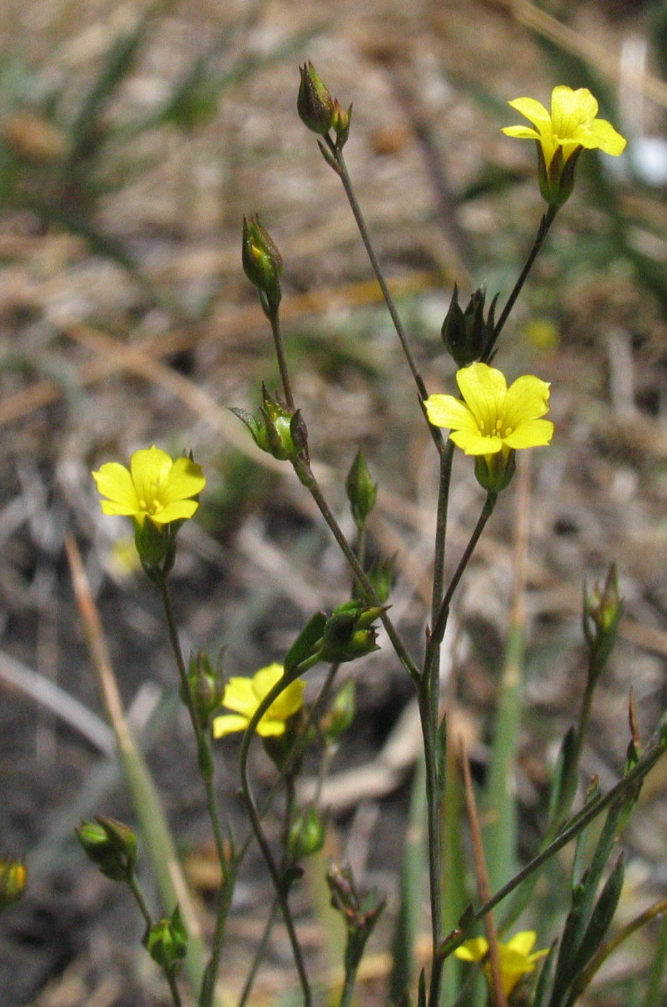 Linum trigynum (hero image)