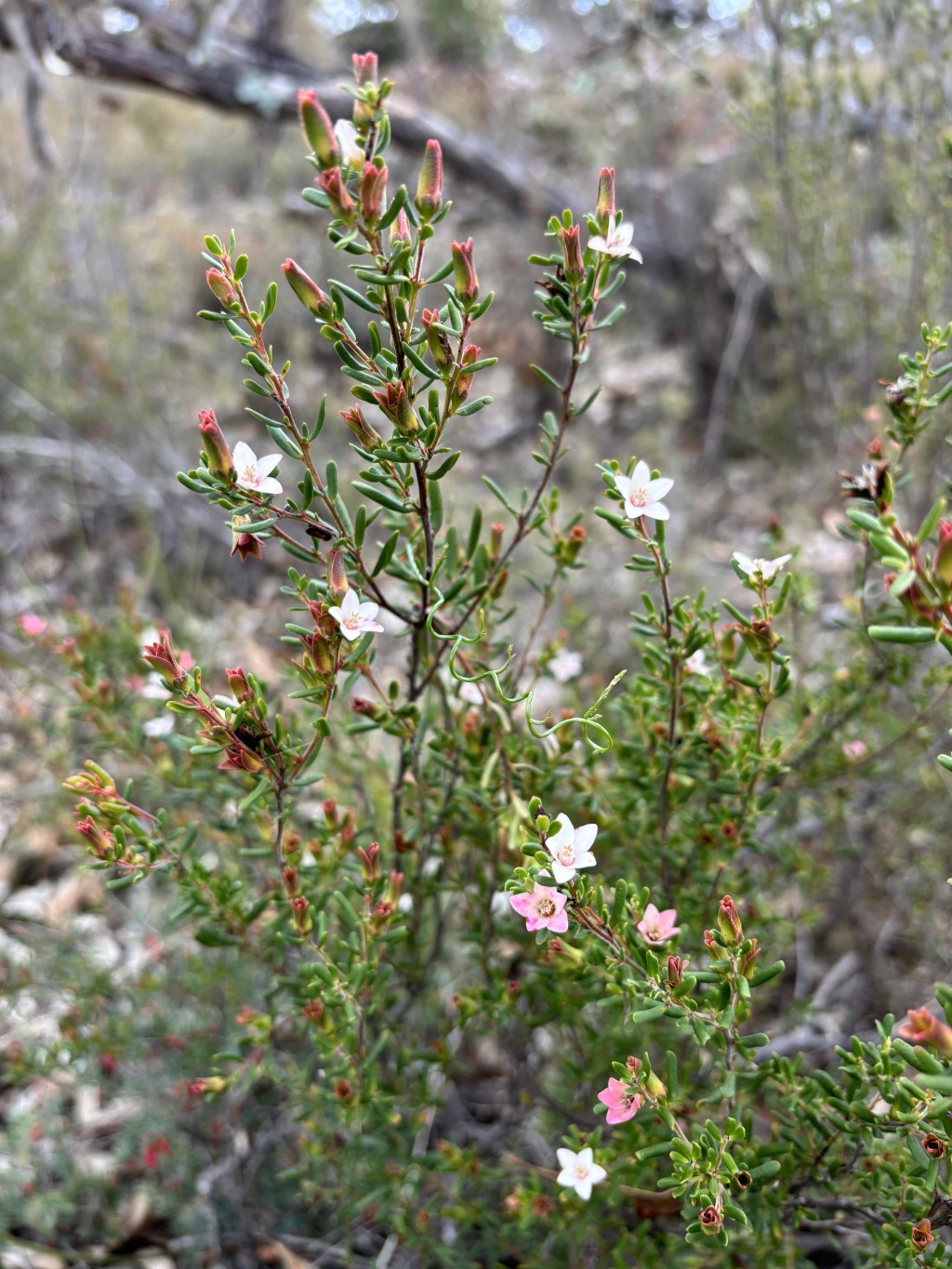 Crowea exalata (hero image)