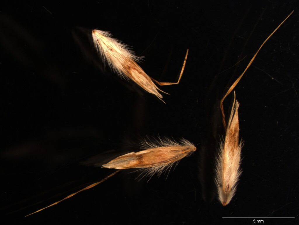 Rytidosperma (hero image)