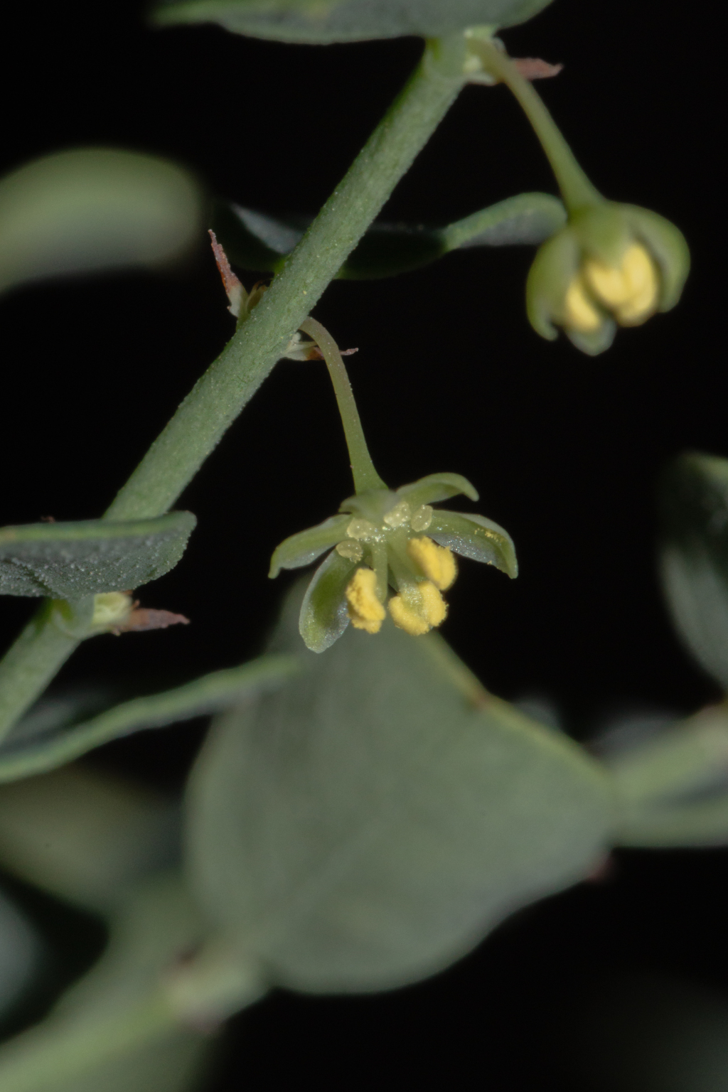 Phyllanthus saxosus (hero image)