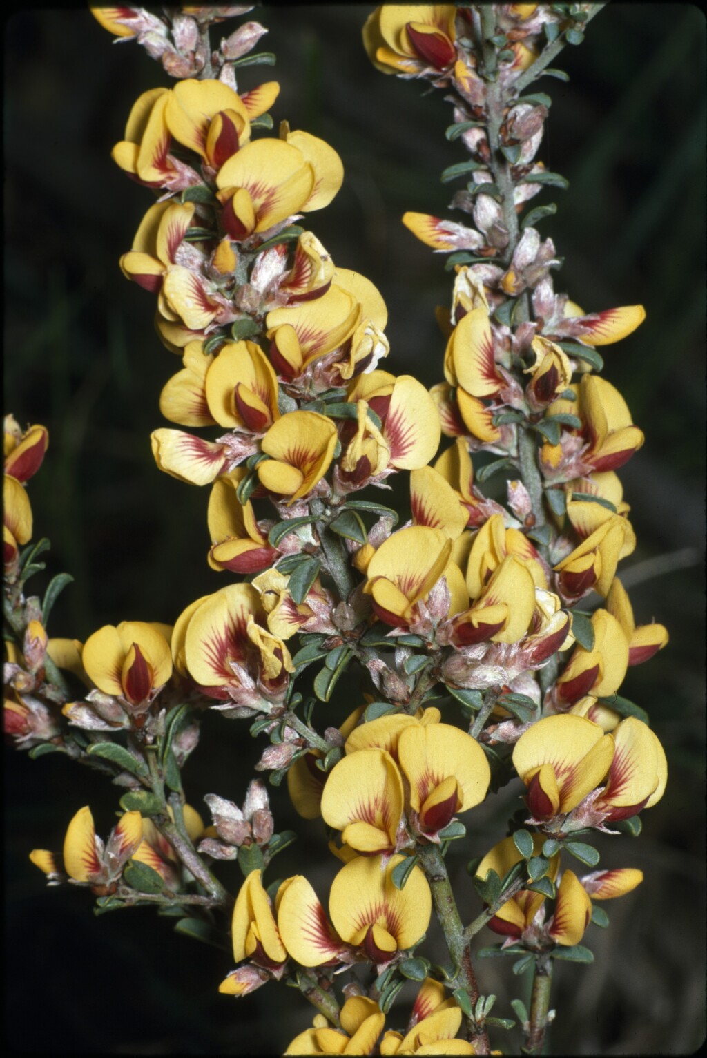 Pultenaea largiflorens (hero image)