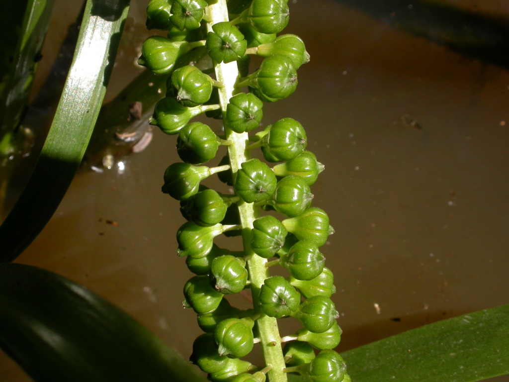 Juncaginaceae (hero image)