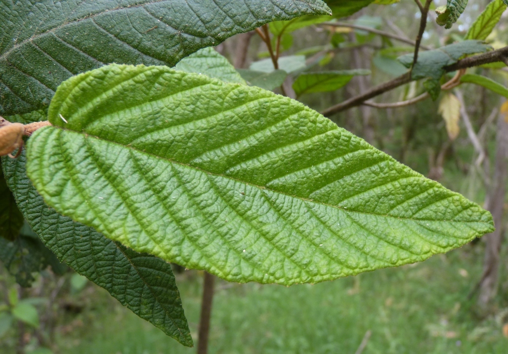 Pomaderris aspera (hero image)