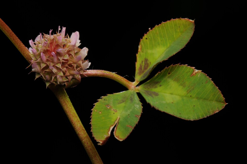 Trifolium glomeratum (hero image)