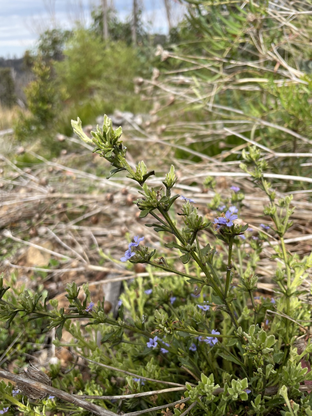 Dampiera fusca (hero image)