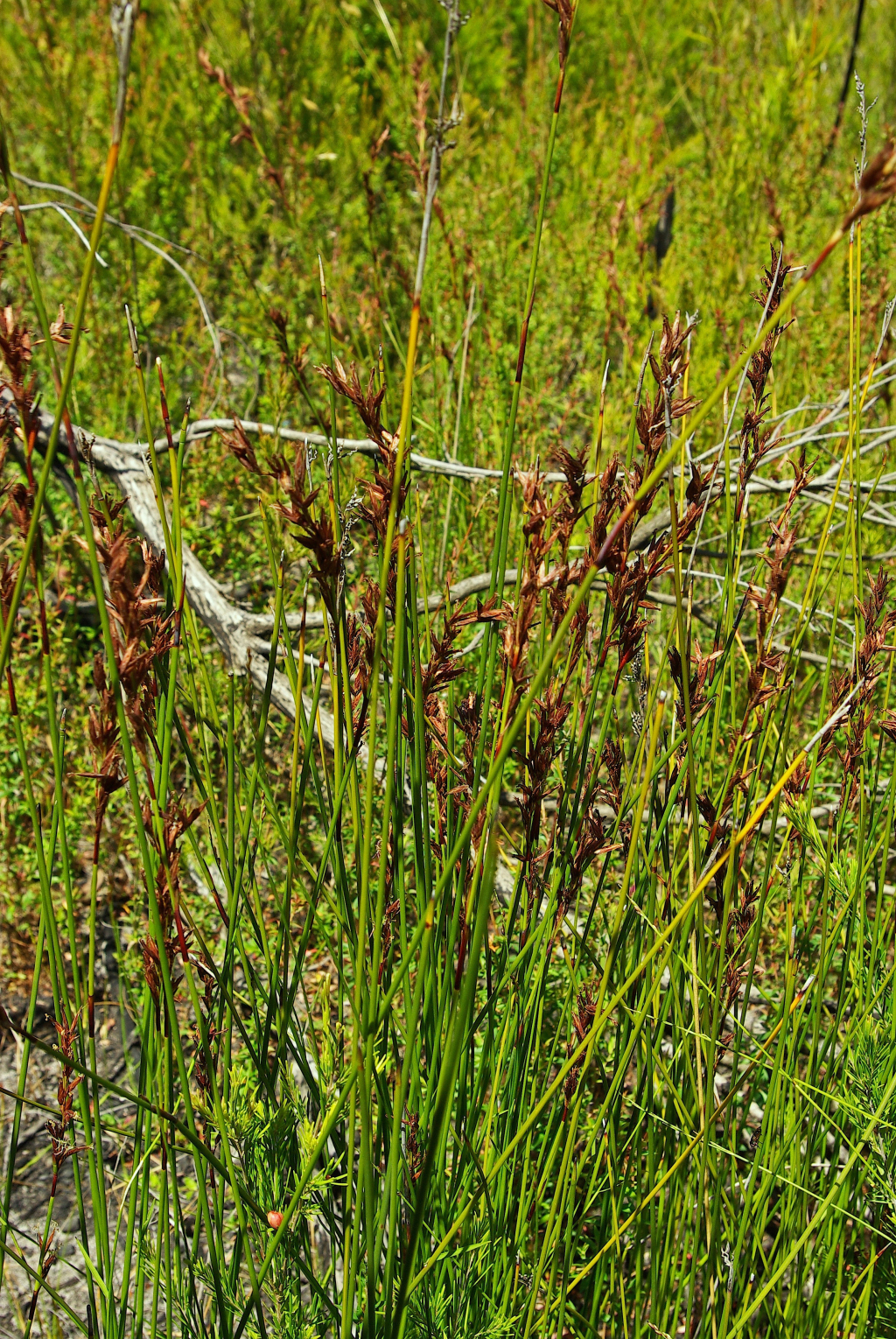 Schoenus brevifolius (hero image)