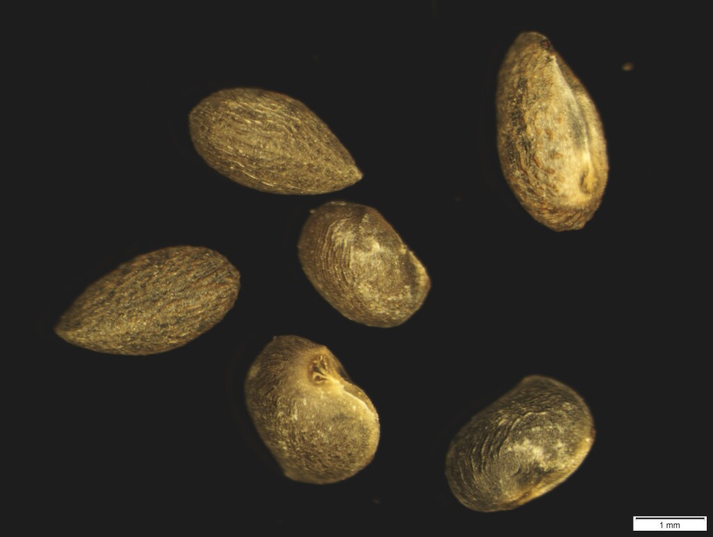 Phebalium glandulosum subsp. macrocalyx (hero image)