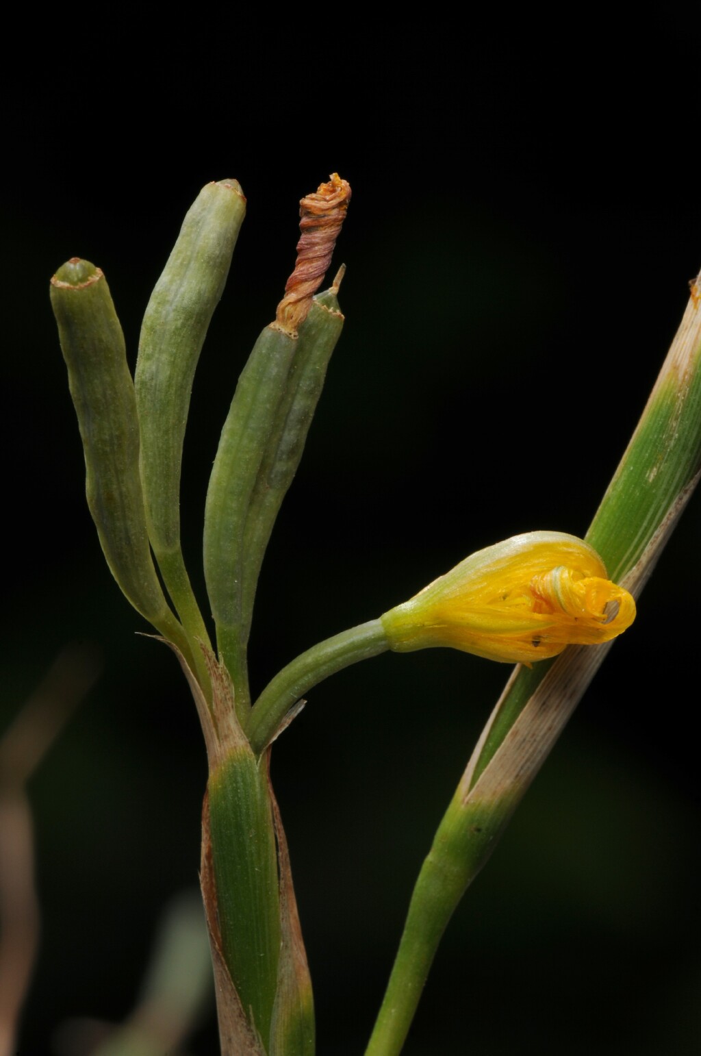 Moraea lewisiae (hero image)