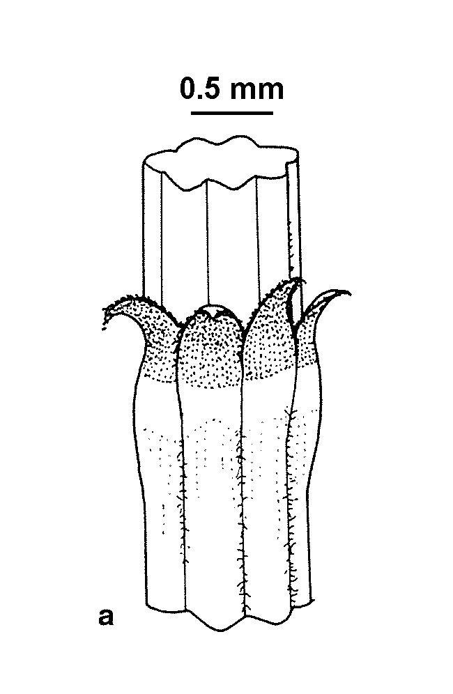 Allocasuarina mackliniana subsp. mackliniana (hero image)