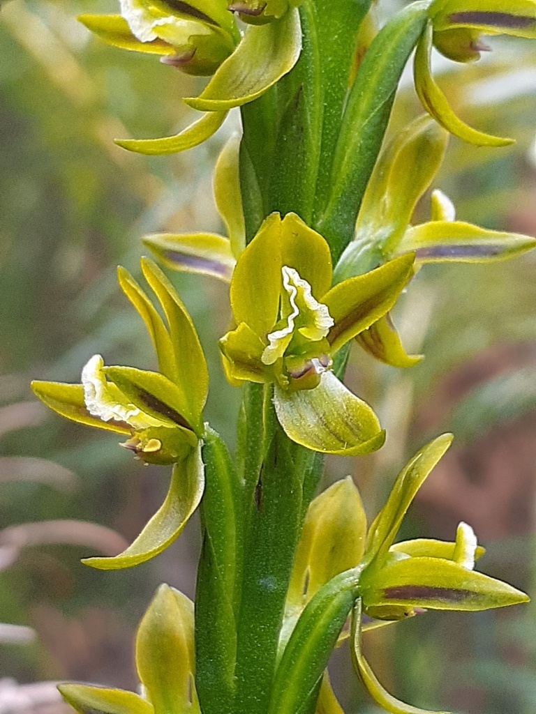 Prasophyllum flavum (hero image)