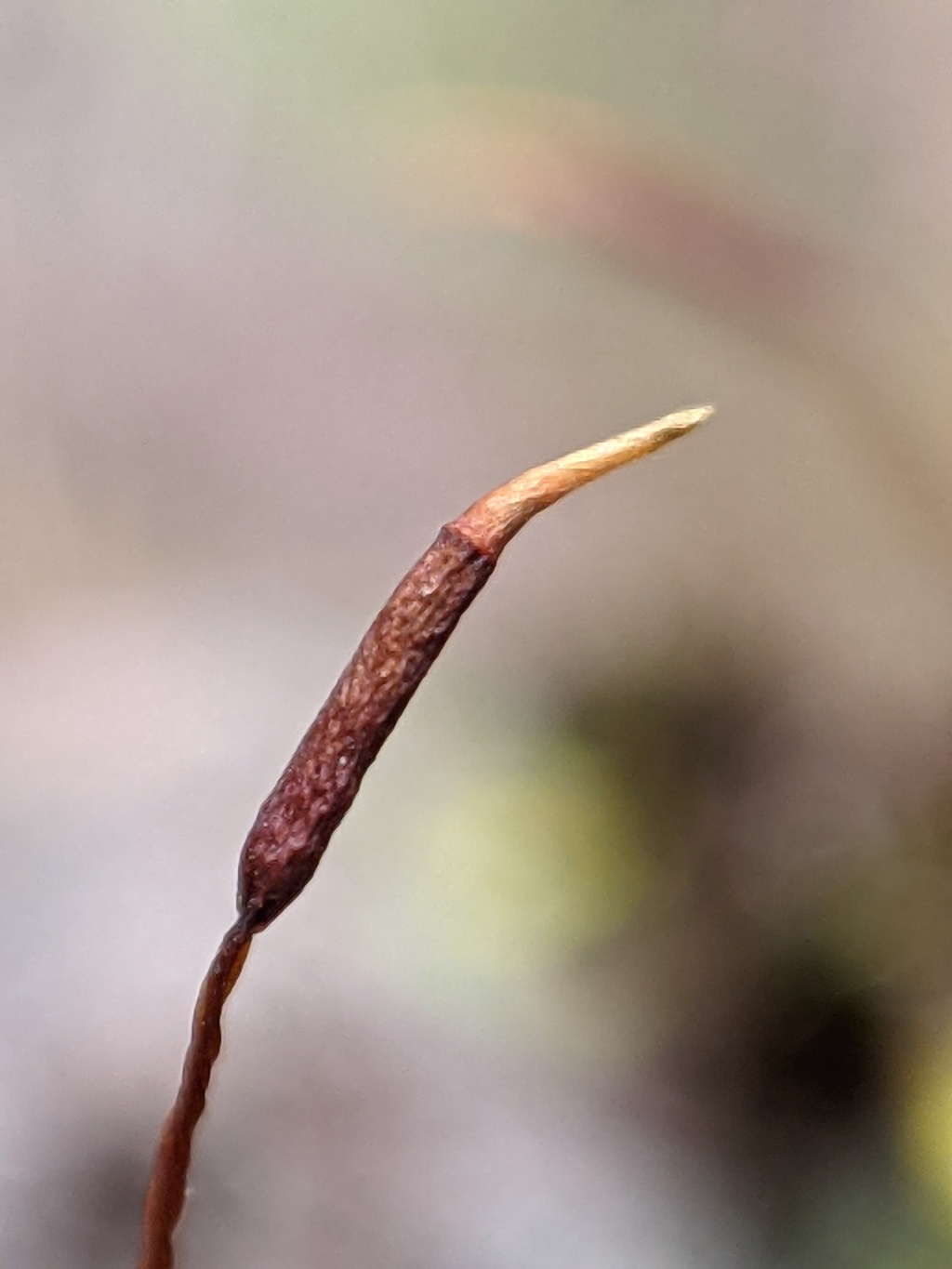 Syntrichia papillosa (hero image)