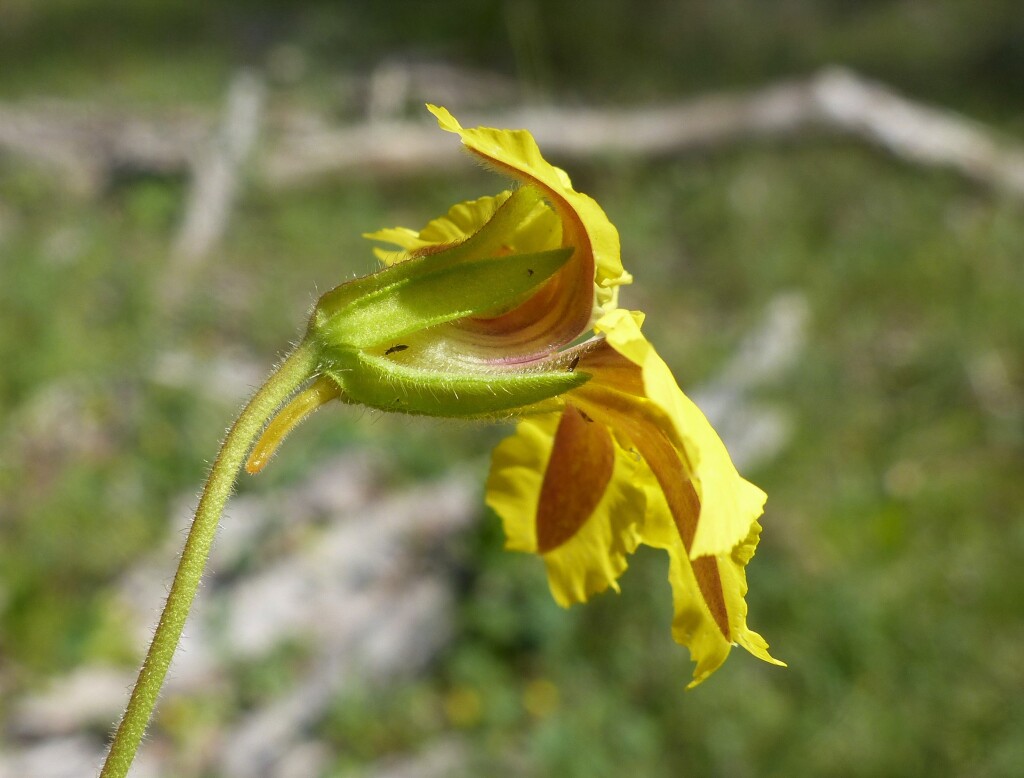 Goodenia paradoxa (hero image)