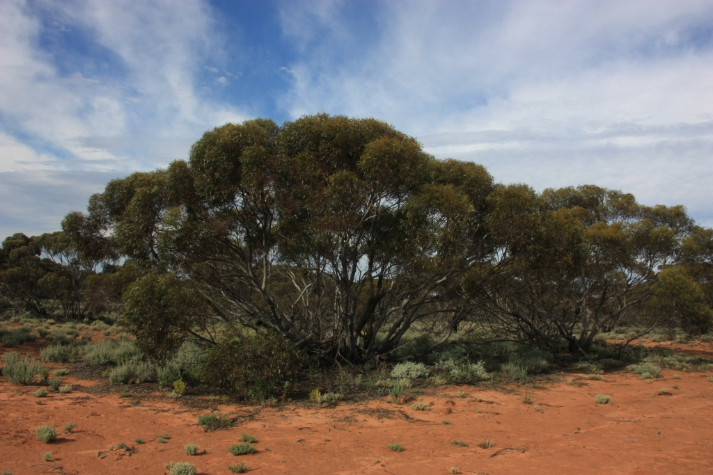 Eucalyptus oleosa (hero image)