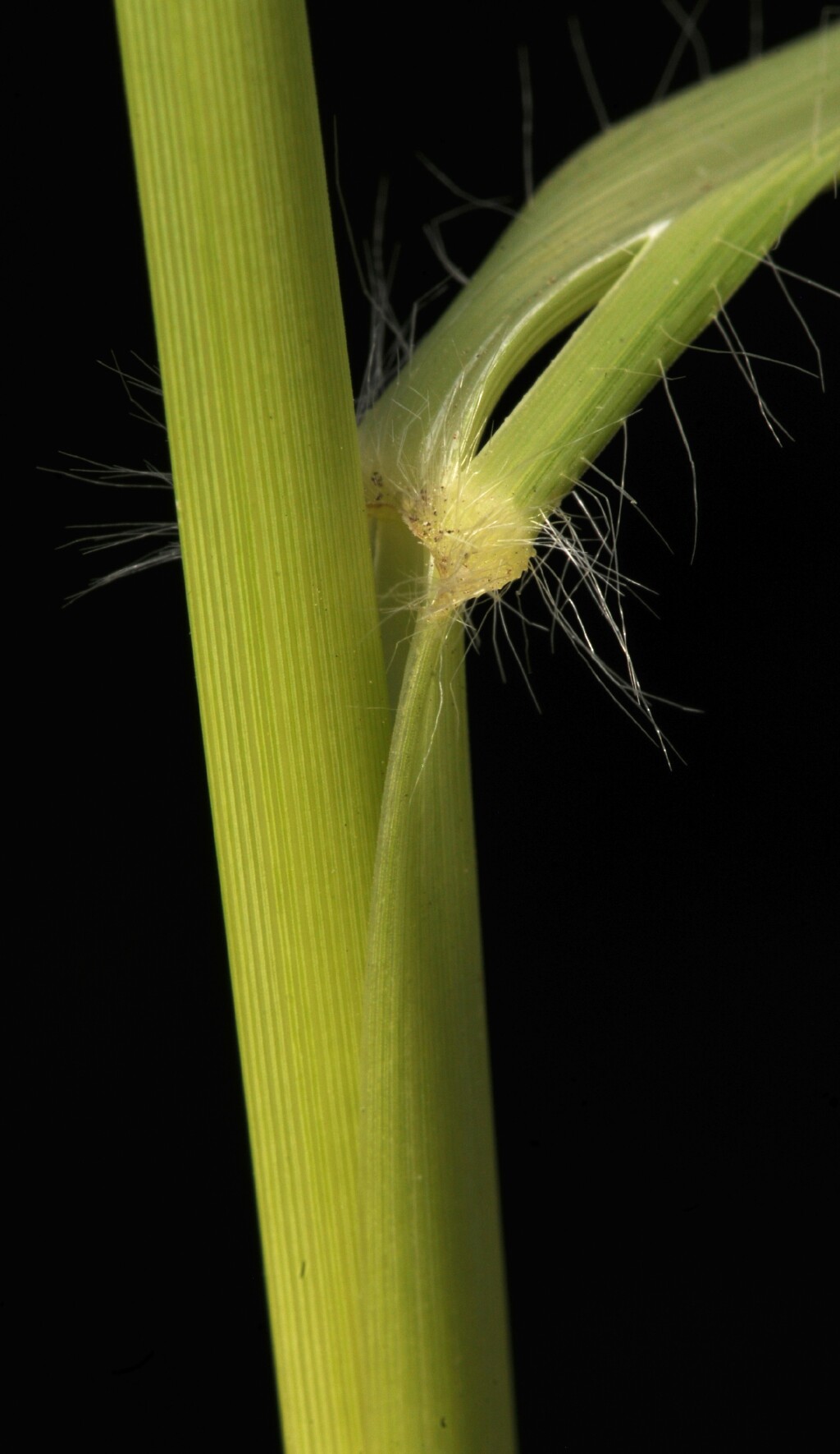 Chloris gayana (hero image)