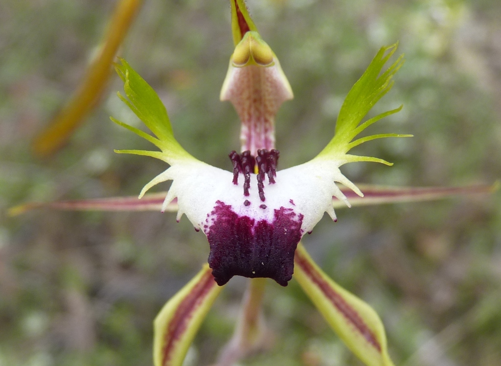 Caladenia tentaculata (hero image)