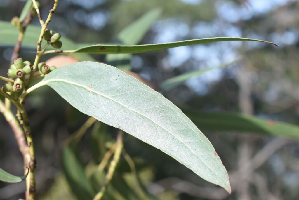 Eucalyptus nitens (hero image)