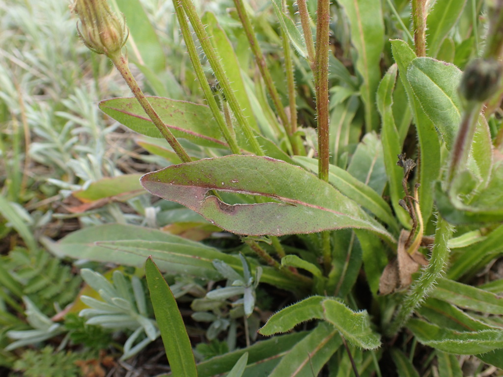 Picris angustifolia subsp. merxmuelleri (hero image)