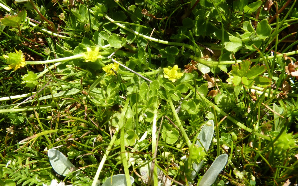 Ranunculus pimpinellifolius (hero image)