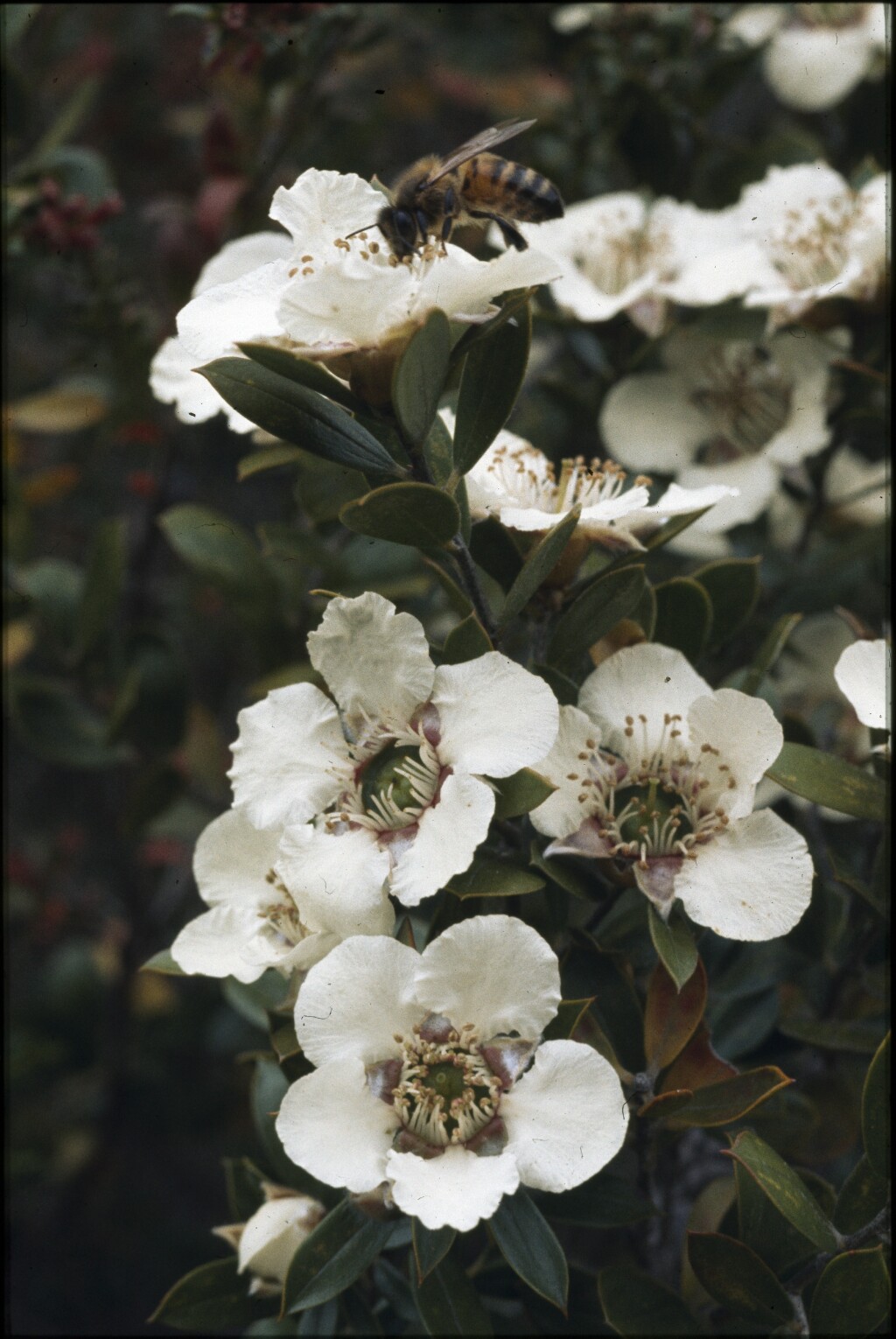 Leptospermum turbinatum (hero image)