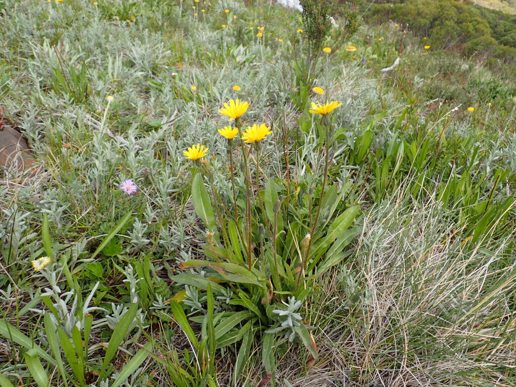 Picris angustifolia subsp. merxmuelleri (hero image)