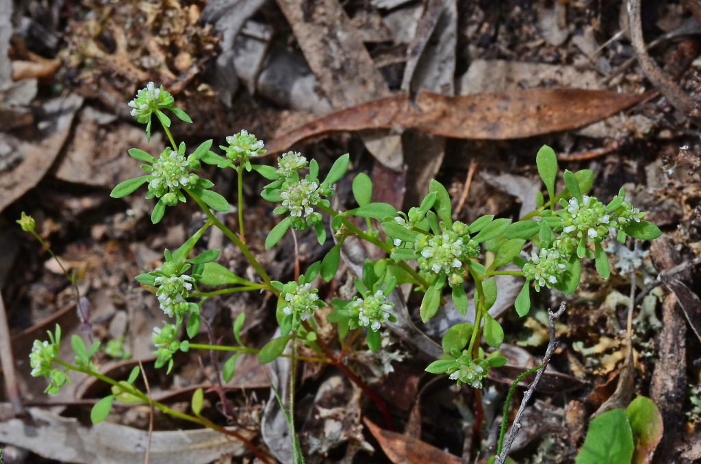 Phyllanthaceae (hero image)