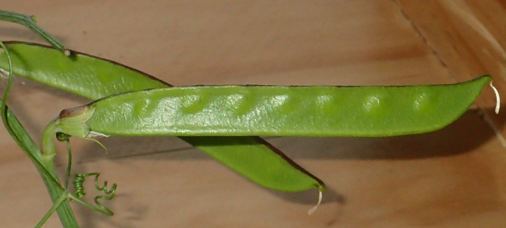 Lathyrus tingitanus (hero image)
