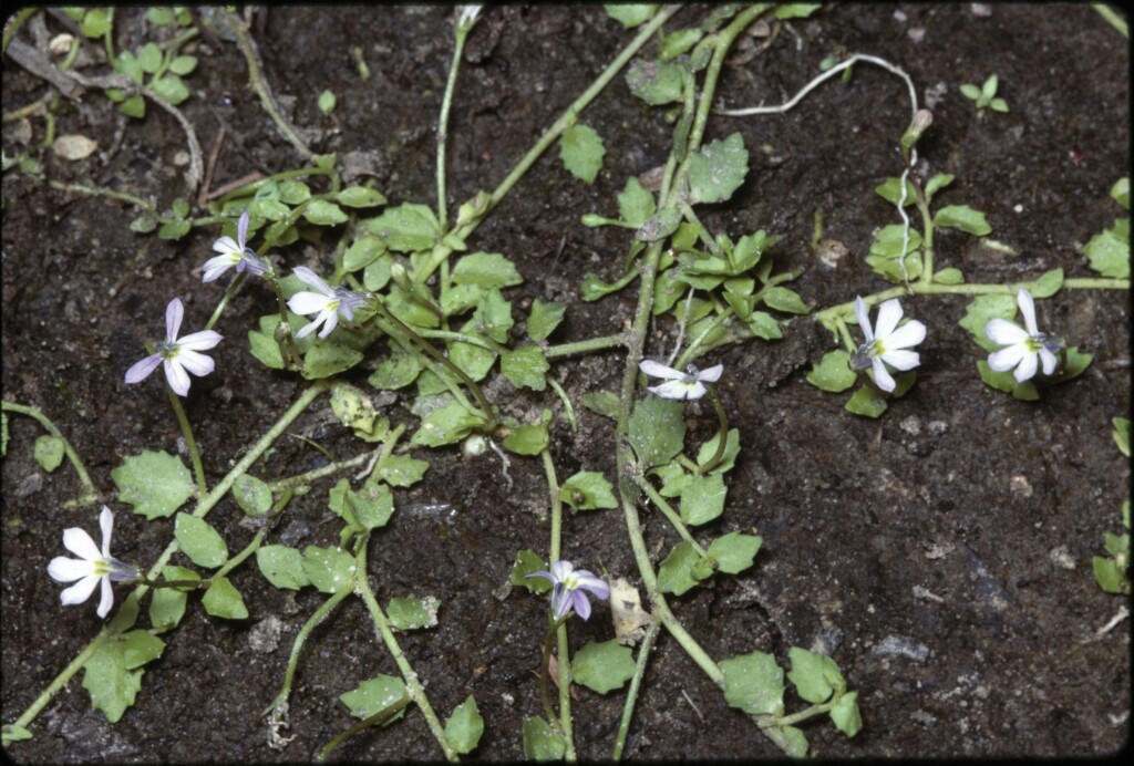 Lobelia pachytricha (hero image)