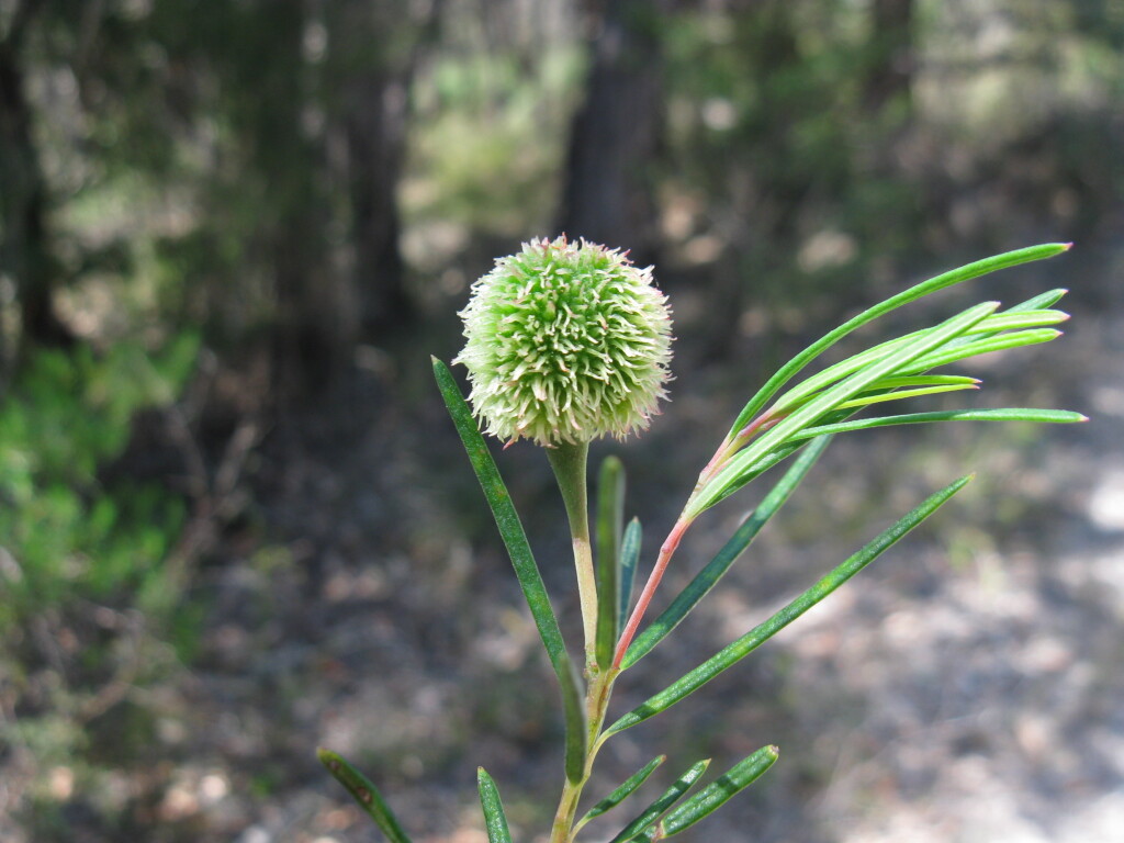 Ricinocarpos pinifolius (hero image)