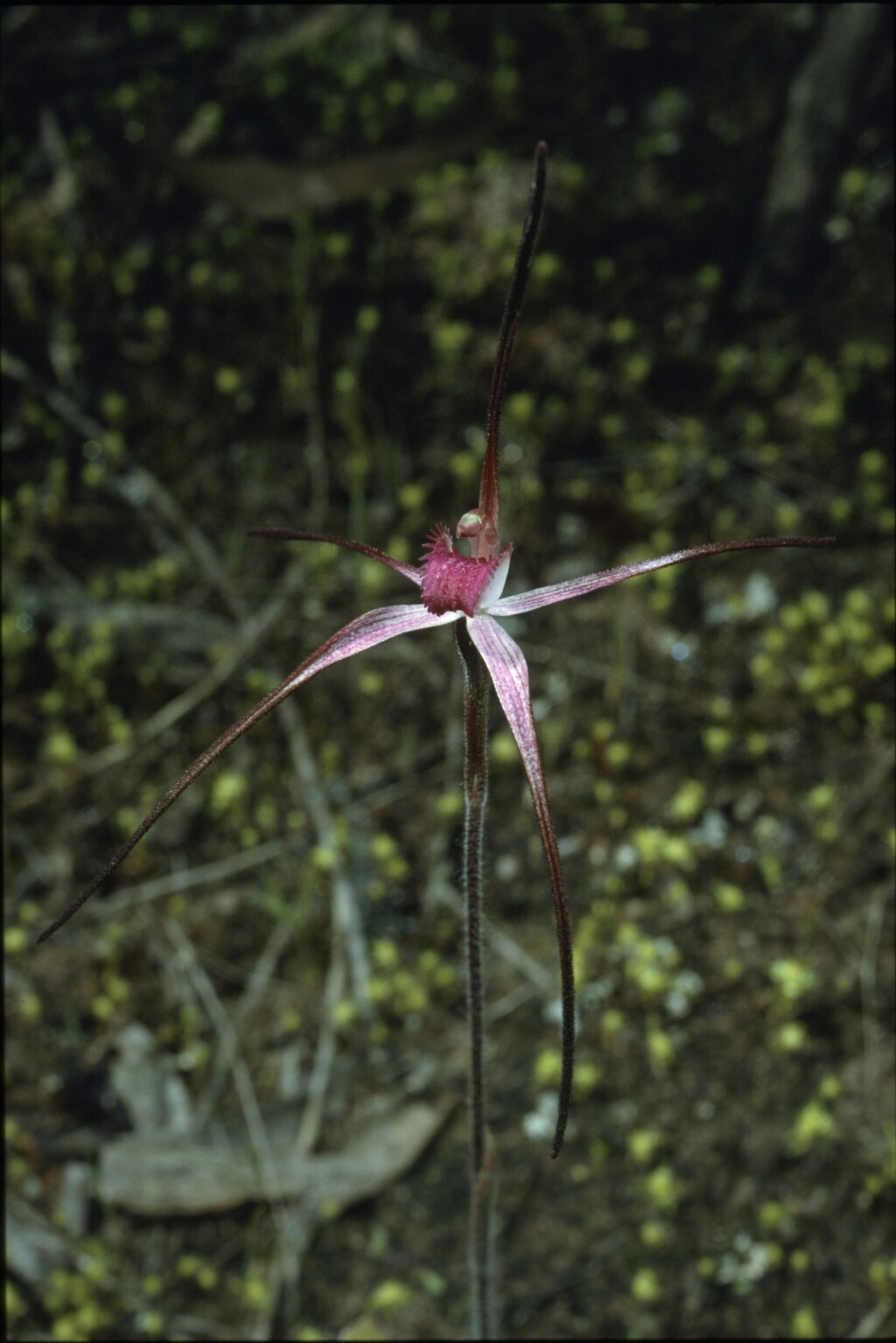 Caladenia versicolor (hero image)