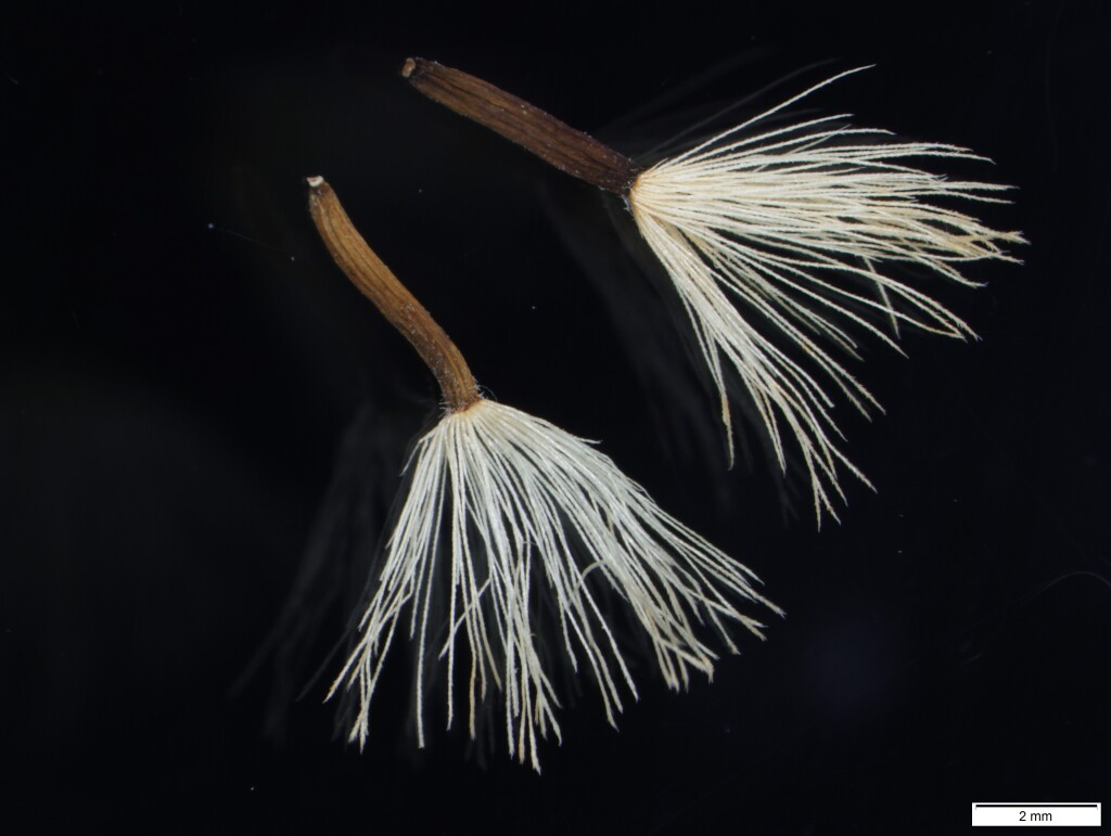 Olearia megalophylla (hero image)