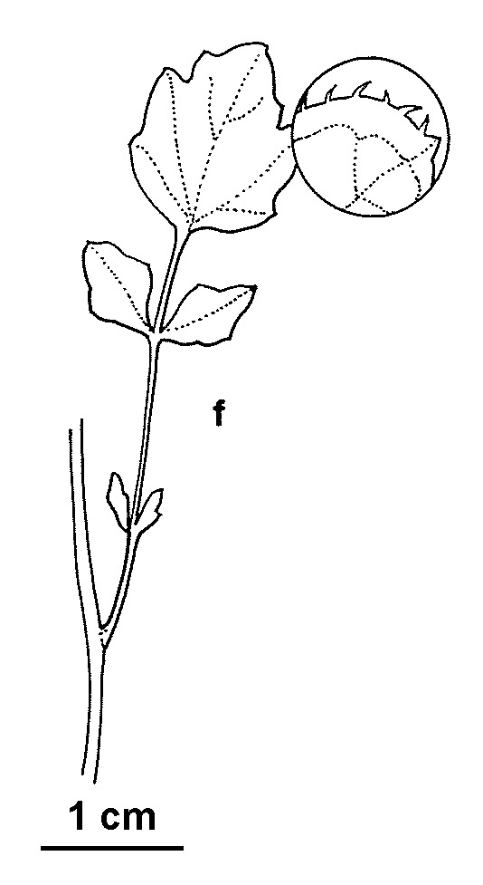 Cardamine microthrix (hero image)