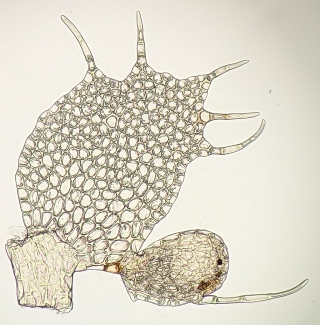 Lepidolaenaceae (hero image)