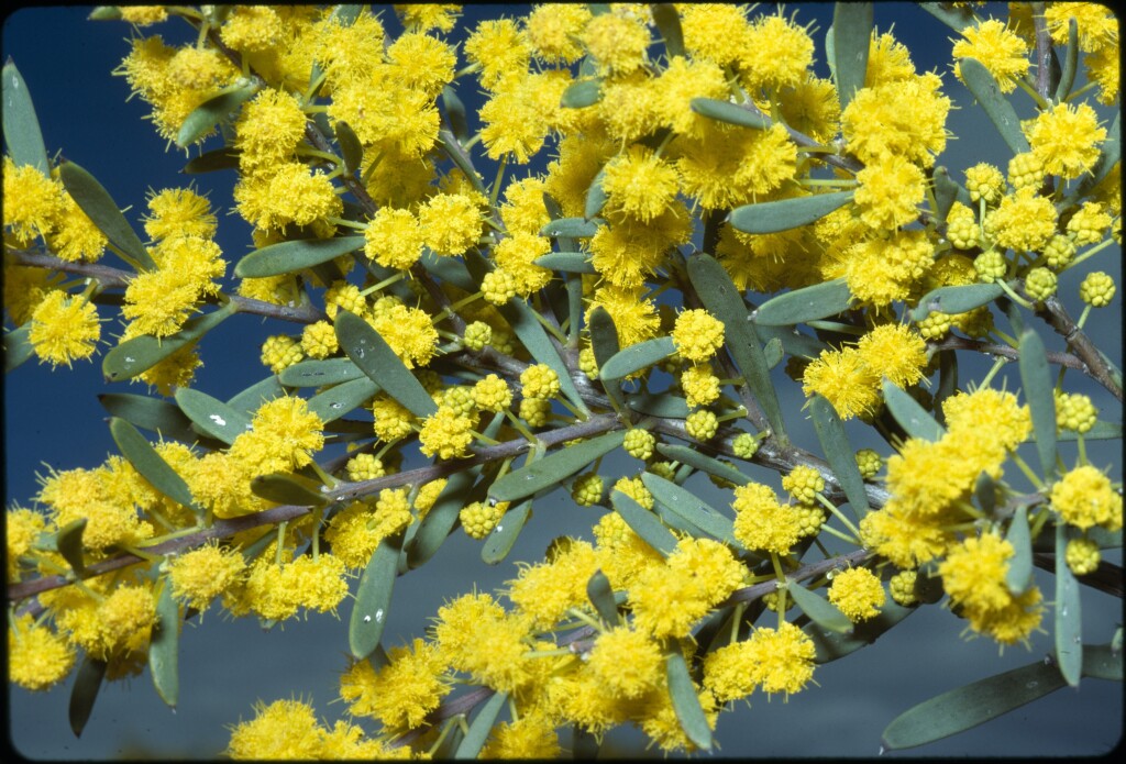 Acacia ancistrophylla (hero image)