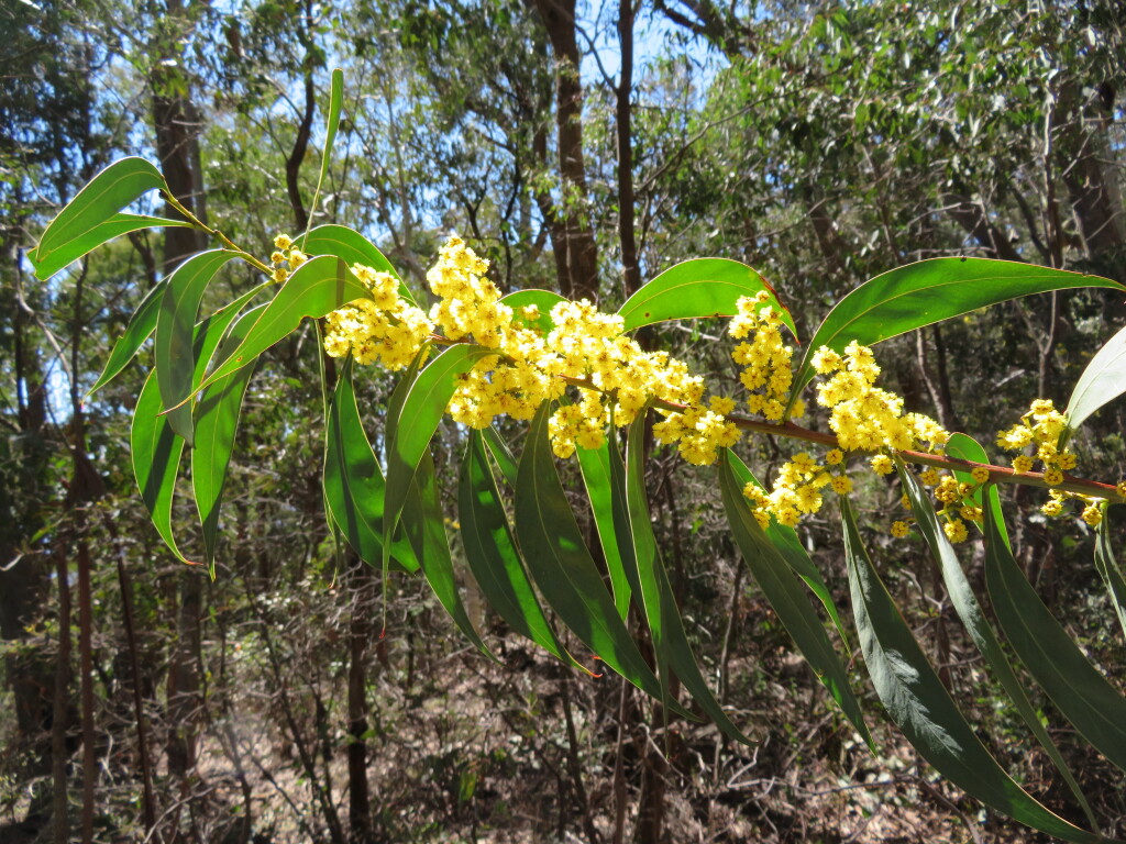 Acacia rubida (hero image)