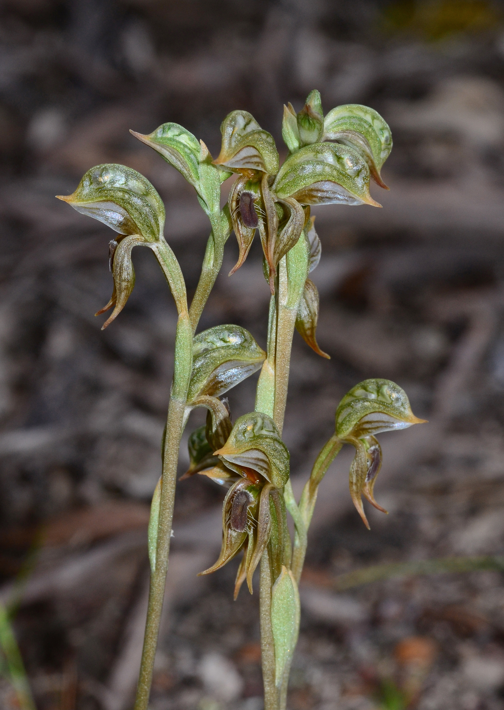 Pterostylis aciculiformis (hero image)