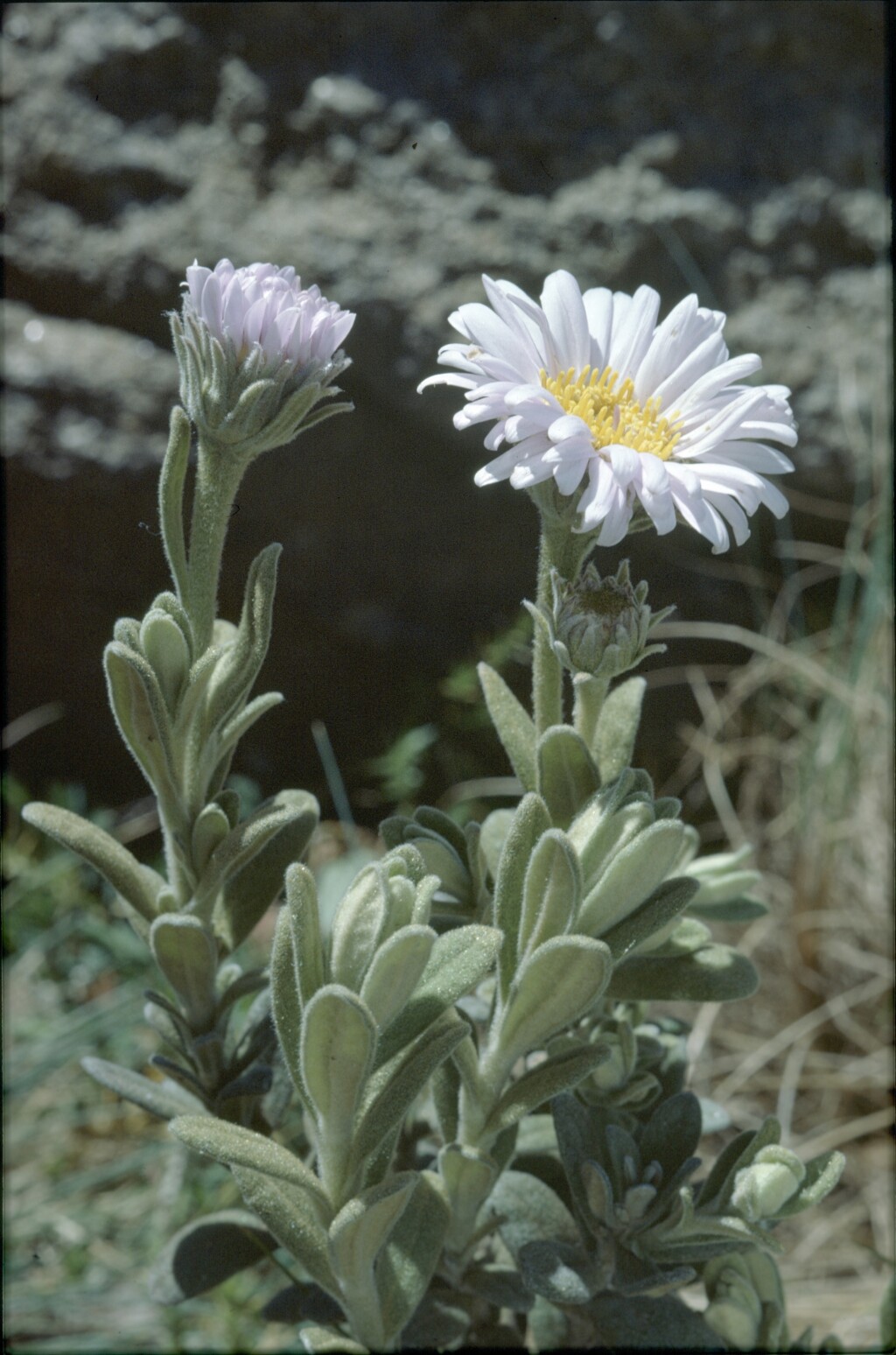 Olearia frostii (hero image)