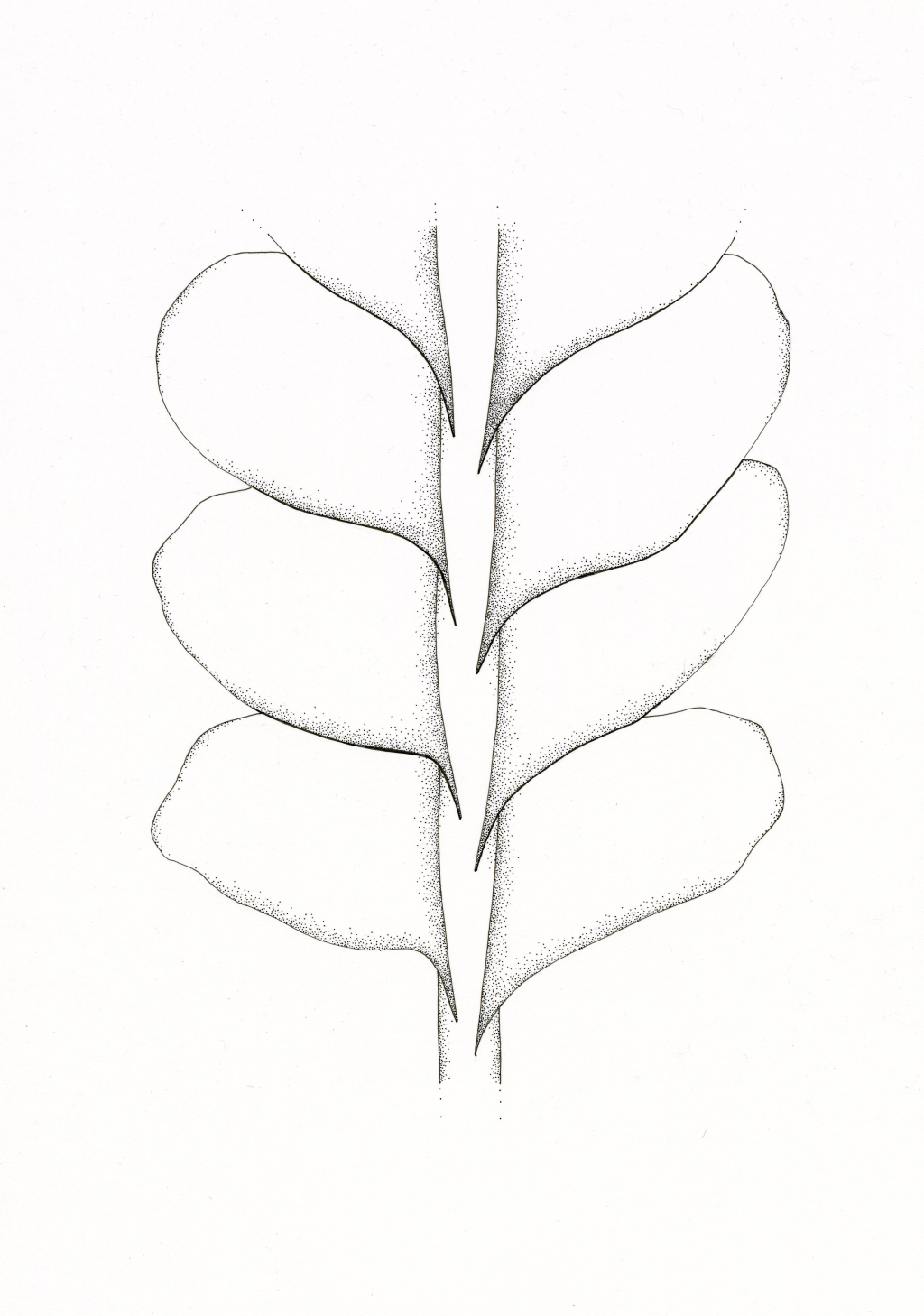 Lophocoleaceae (hero image)
