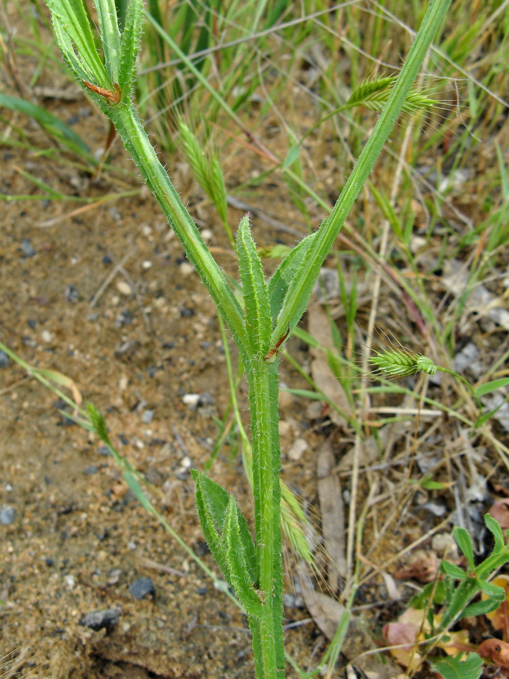 Limonium sinuatum (hero image)