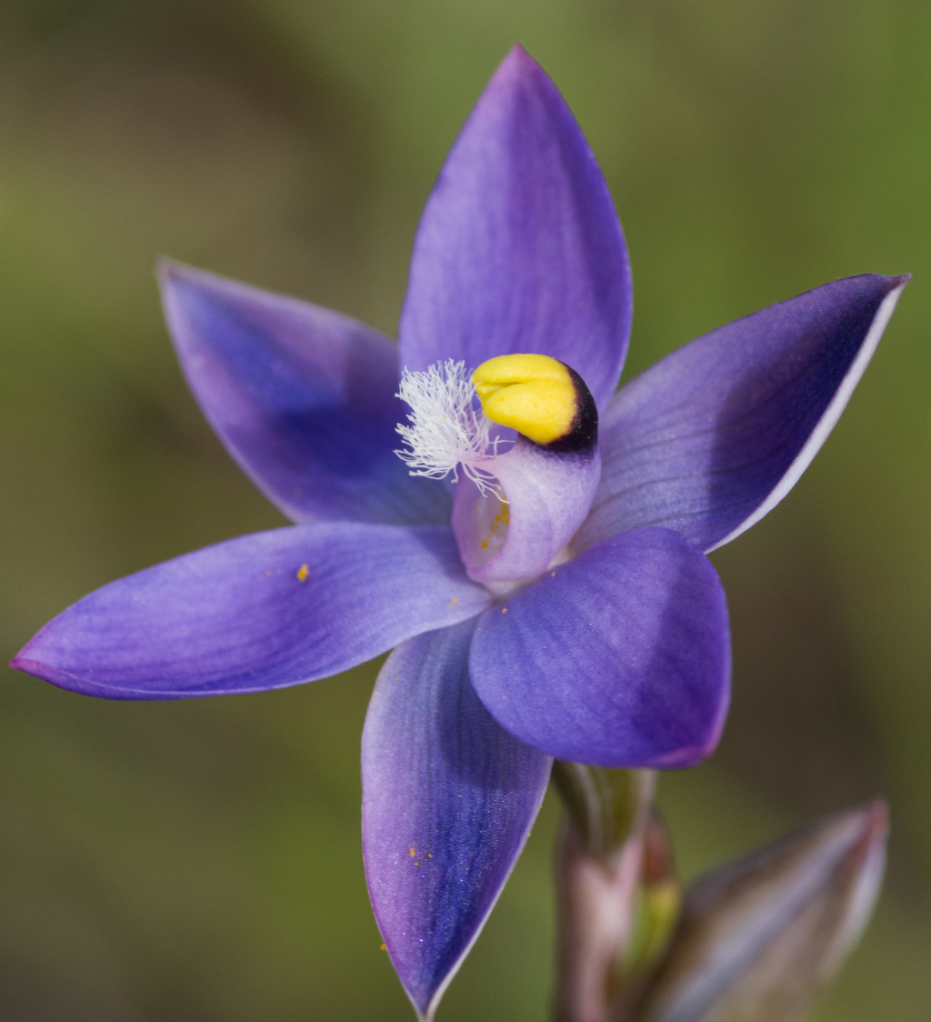 Thelymitra holmesii (hero image)