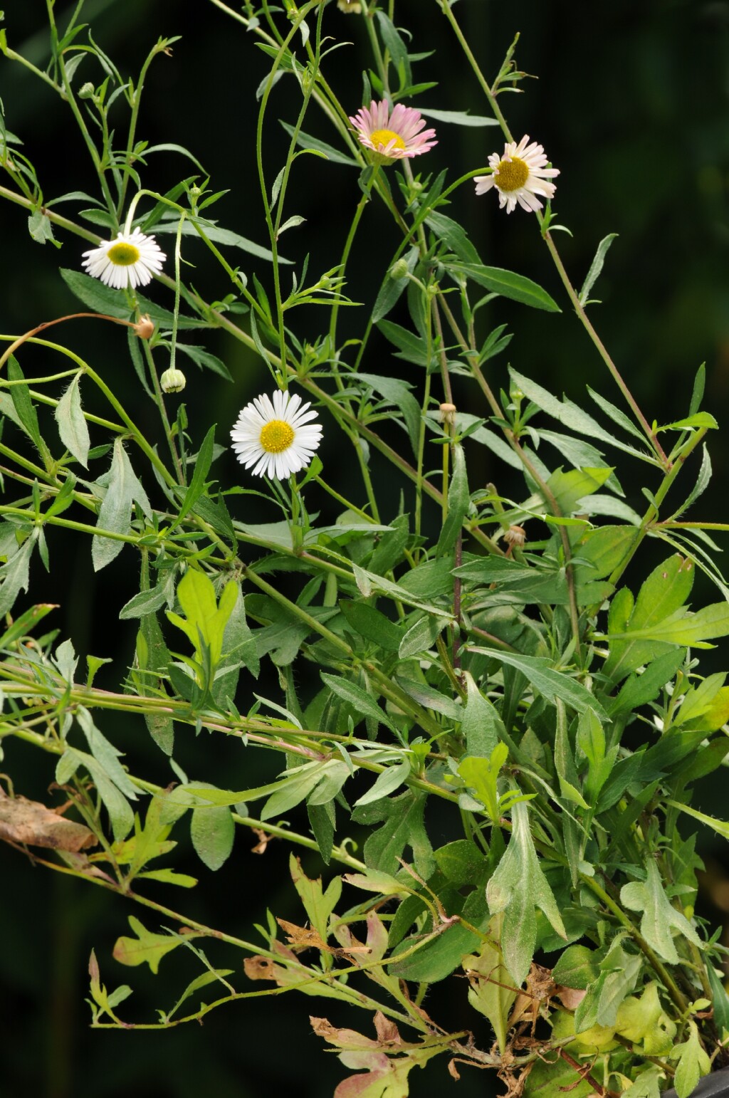 Erigeron karvinskianus (hero image)