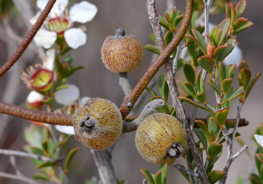 Cassytha pubescens (hero image)