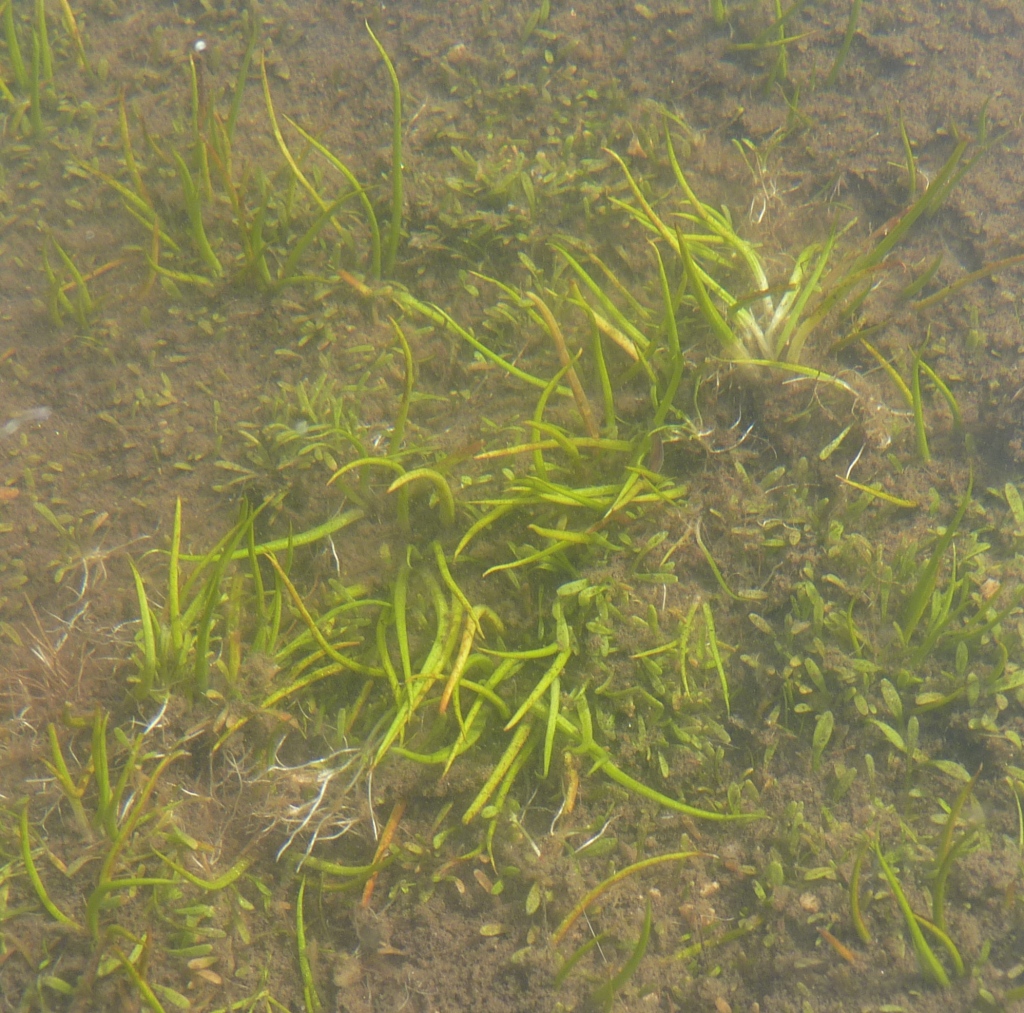 Isoetes (hero image)