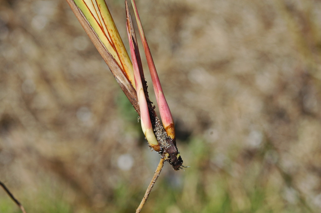 Dianella brevicaulis (hero image)