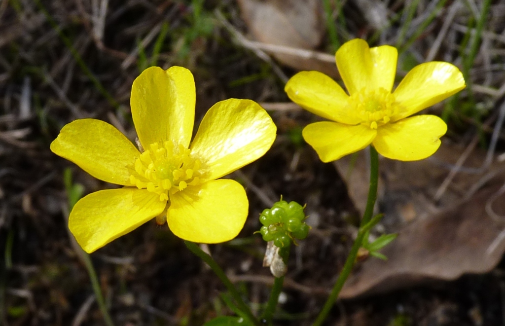 Ranunculus pachycarpus (hero image)