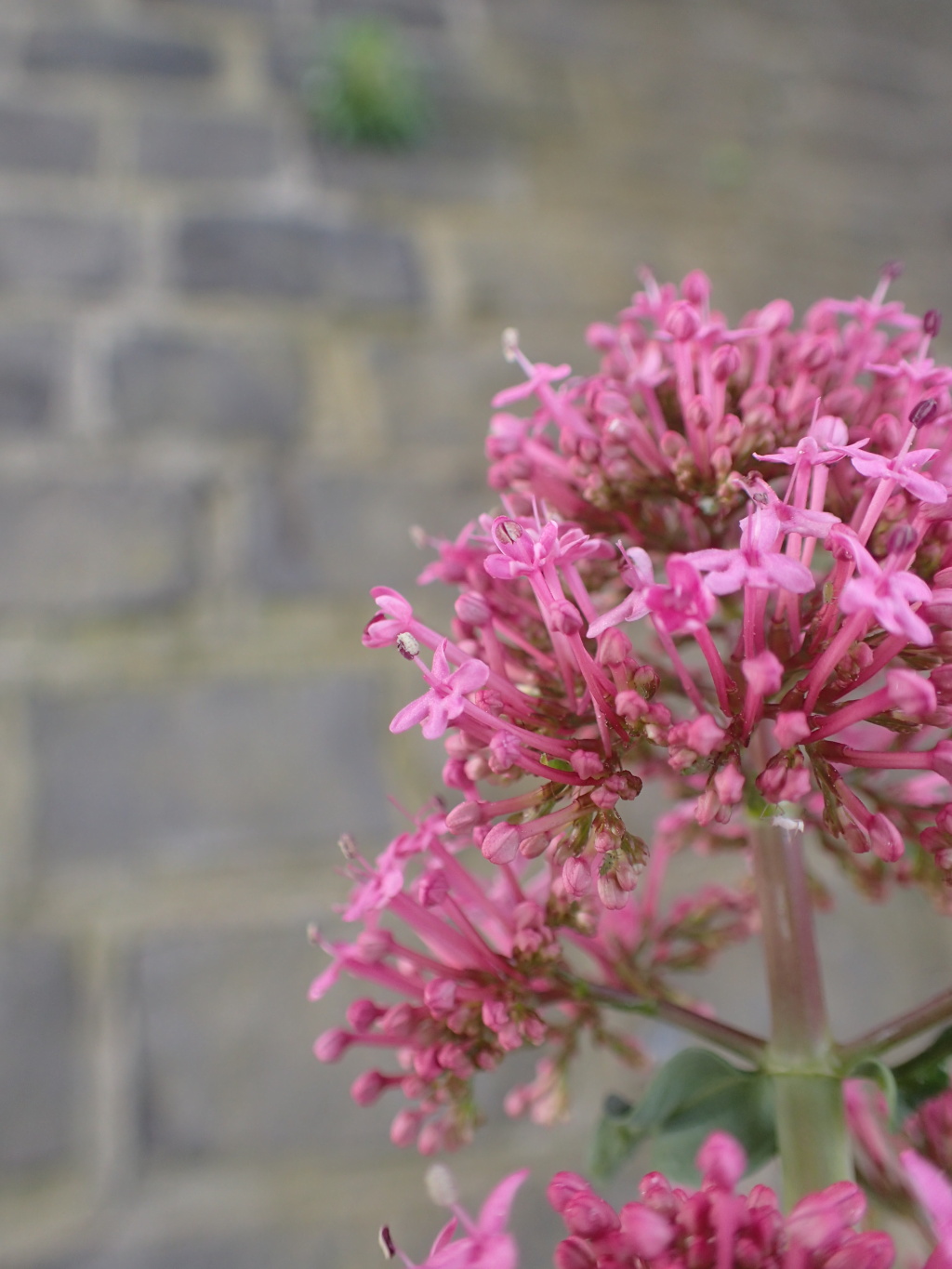 Valerianaceae (hero image)