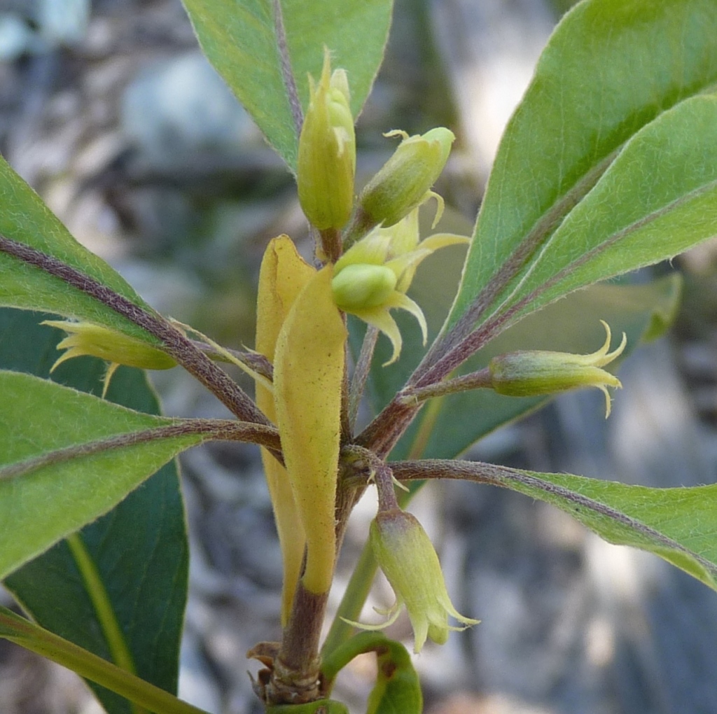 Pittosporum undulatum (hero image)