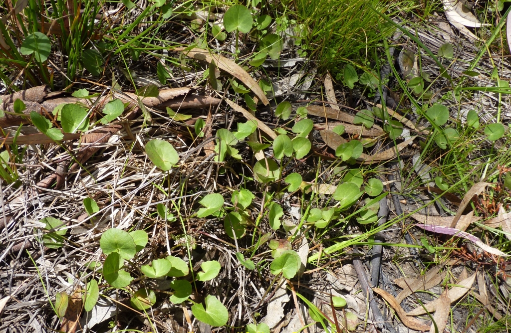 Centella cordifolia (hero image)