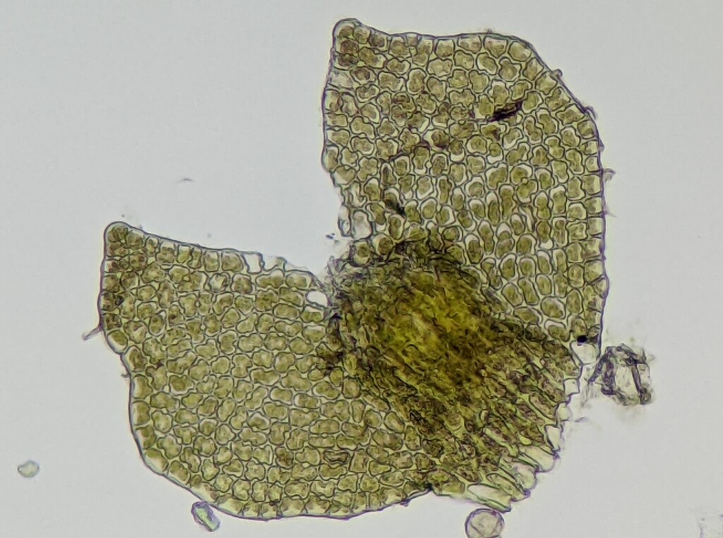Frullania deplanata (hero image)